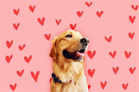 golden retriever boyfriend adalah|Golden Retriever Boyfriend Meaning Explained